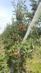 amys flowers water mill 1560