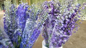 arnies international flowers inc buffalo 1887