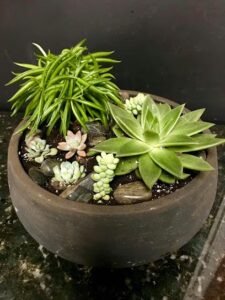 blooming flowers kew gardens hills 1723