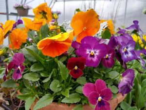 crazy daisy florist shop hancock 1283