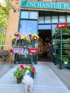 Enchanted Florist & Greenhouses enchanted florist greenhouses maspeth 941