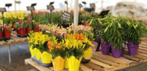 flower tent elmira 446