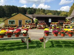 maiuranos flower shop greenhouse norwich 252