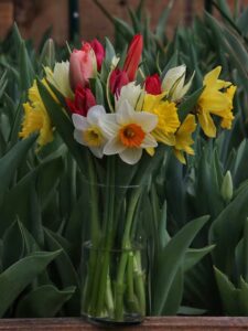 mohawk valley flowers canajoharie 28