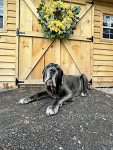 posies branches bows warrensburg 1578